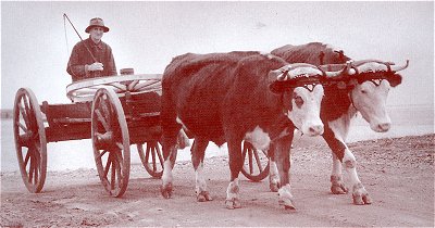 Oxen 1945