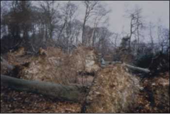 Damaged Trees