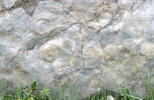 Fossils resembling Ediacarans