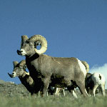 Photo Big horn sheep rams.
