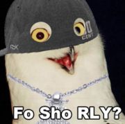 Typical wigger owl