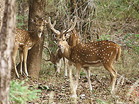 Cheetals Bandhavgarh National Park