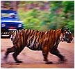 Wildlife - Rajasthan