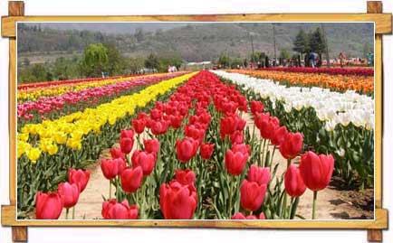 Flower Garden in Kashmir