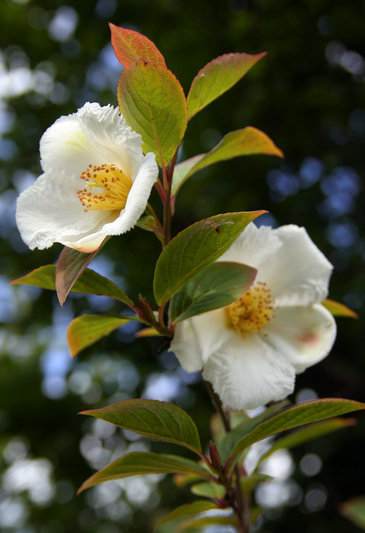 Stewartian har vackra blommor men ven en fin hstfrg, d blir bladen cerisefrgade.