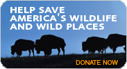 Donate to NRDC