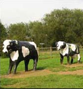 Milton Keynes' infamous concrete cows - one of the regions more idiosyncratic landmarks 