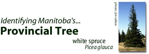 about Manitoba's forest industry