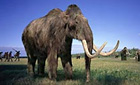 Woolly mammoth - discussed on Radio 4