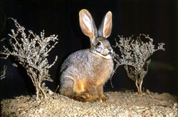 Riverine Rabbit (Bunolagus monticularis)