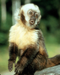 Yellow-breasted Capuchin (Cebus xanthosternos)