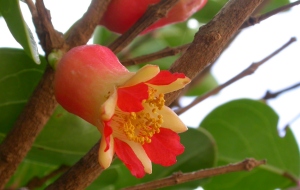 Pomegranate Tree (Punica protopunica)