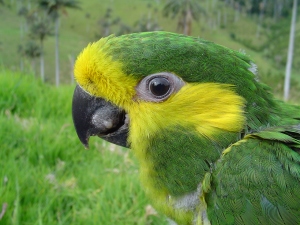 Yellow-eared Parrot (Ognorhynchus icterotis)