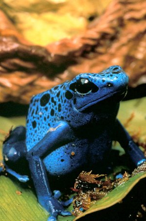 Blue Poison Frog (Dendrobates azureus)