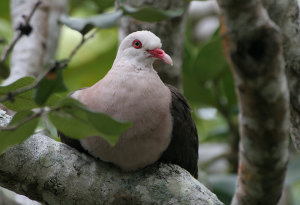 Pink Pigeon (Nesoenas mayeri)