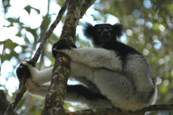 Indri (Indri indri) 