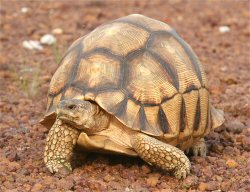 Ploughshare Tortoise (Astrochelys yniphora) 