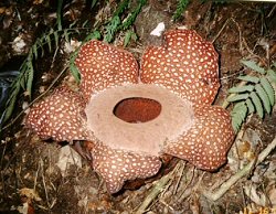 Rafflesia magnifica