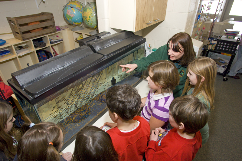 smolt salmon in a tank with students watching